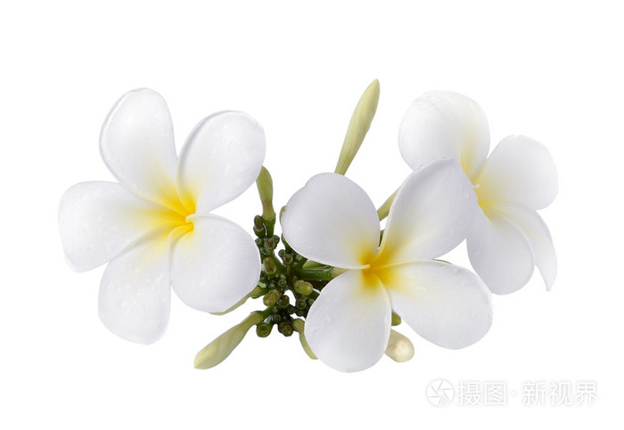 素馨花孤立的花白色背景照片 正版商用图片0uw74v 摄图新视界