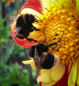 充满活力的夏天花上的蜜蜂