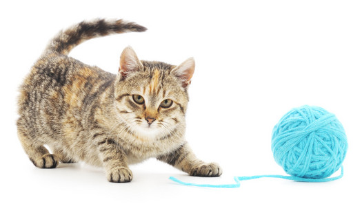 毛线猫毛线球的猫照片