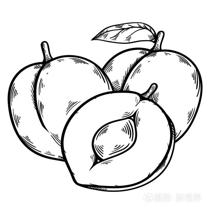 多汁和健康杏子插画-正版商用图片0uwa47-摄图新视界