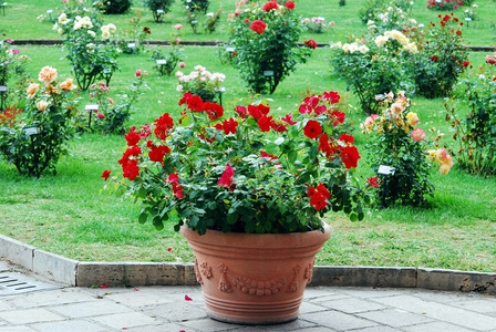 红色的花朵，在罗马城花园
