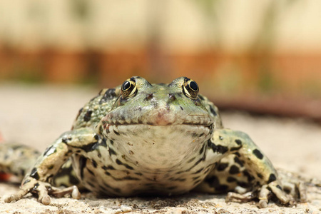 沼泽青蛙的肖像