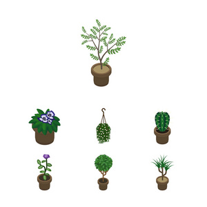 等距室内设置的室内盆栽植物 仙人掌 树和其他矢量对象。此外包括仙人掌 锅 开花元素