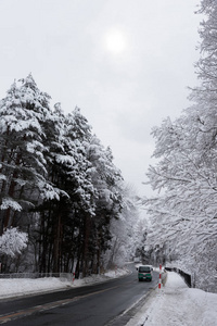 覆盖在雪里，日本的树