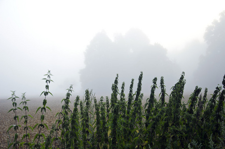 黑暗的清晨的薄雾上农场的场长