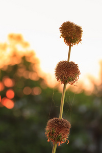 草花在夕阳光