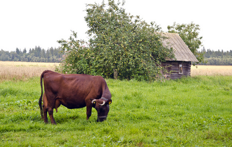 一头牛在老村庄农田场草地上