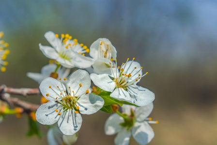 特写苹果树上的花