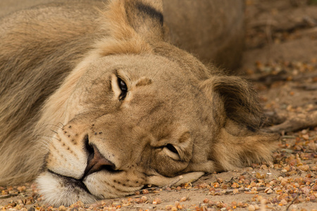 雄狮在卡拉哈迪境外公园博茨瓦纳睡觉
