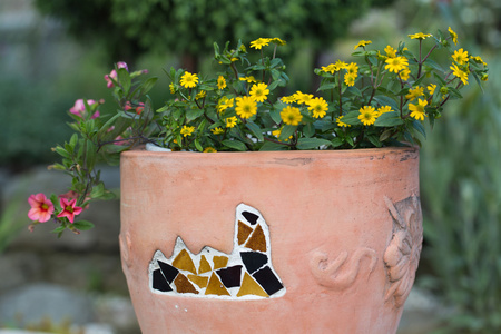在陶瓷花盆里的黄色和粉红色的花朵