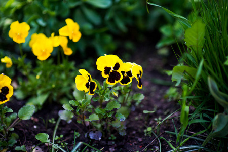 三色紫罗兰在花园里，黄色与红色翼品种