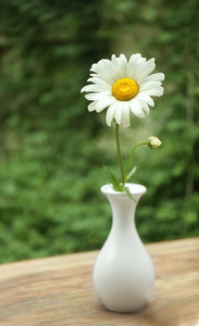 洋甘菊花瓶图片