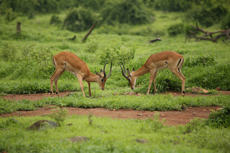 在非洲博茨瓦纳萨凡纳的野生羚羊哺乳动物。