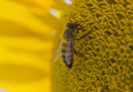 蜜蜂采集花粉从向日葵