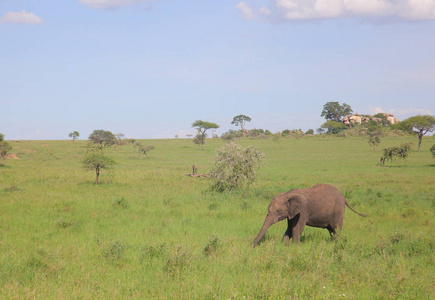 在非洲大草原的年轻大象