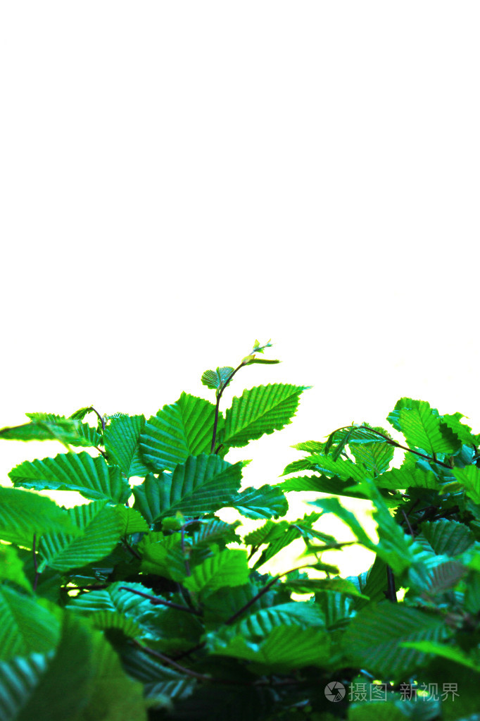 绿色的叶子的灌木丛中