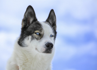 赫斯基狗画像赫斯基狗和蓝色的眼睛在户外赫斯基