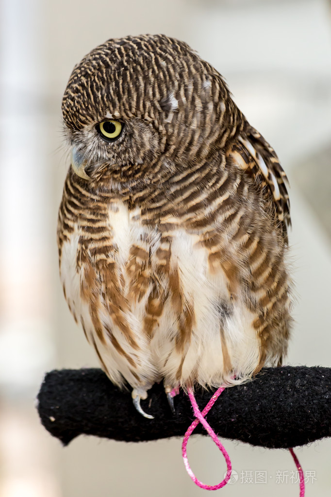 棕色猫头鹰关门