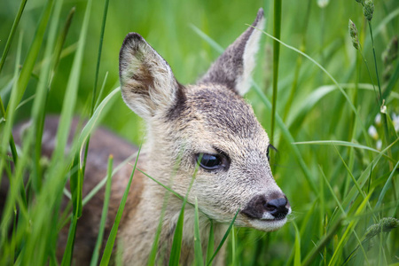 年轻的野生獐鹿在草地上，狍狍