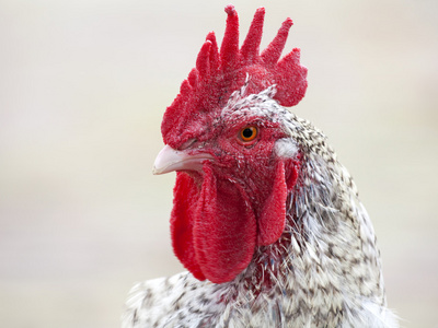 公鸡头特写国内公鸡头与美丽的红色梳子特写有趣或幽