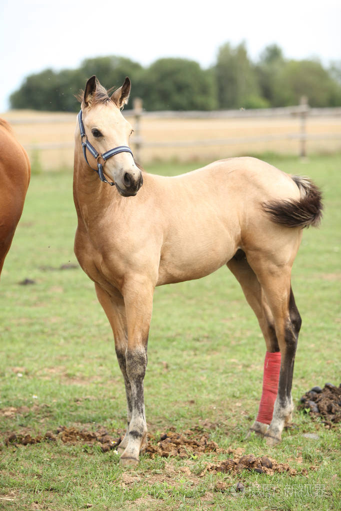 受伤的小马驹在牧场上