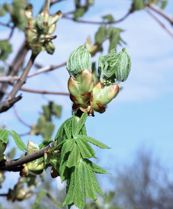 马板栗花芽在树枝上照片