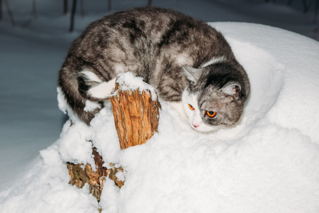 一只灰色的猫坐在雪地上