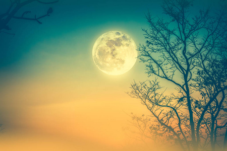 色彩斑斓的天空，有雾景观枯树和满月之间来回摆动