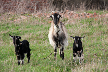 毛毛虫故事文字版_毛虫虫的故事_毛毛虫的故事