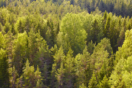 松木木材森林在芬兰在日落时。自然背景