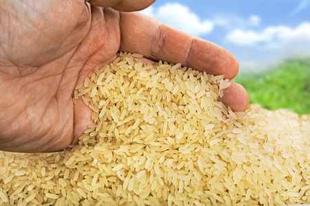 印度香米大米背景
