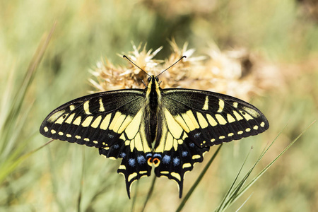 茴香燕尾蝶 (凤蝶 zelicaon) 蕨类植物照片