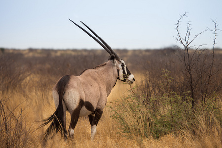 羚羊羚羊在卡拉哈里沙漠,博茨瓦纳照片