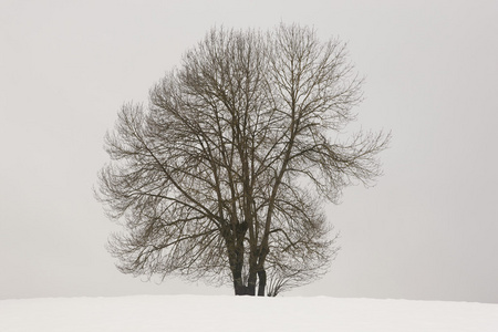 冬季景观树与西班牙纳瓦拉的雪