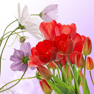 美丽的新鲜红色郁金香上抽象的春天自然背景