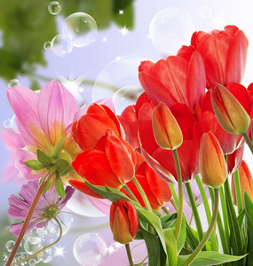 美丽的新鲜红色郁金香上抽象的春天自然背景