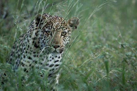 沙漠的禁猎区图片