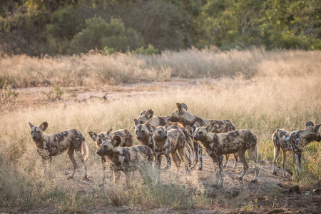 一群非洲野狗在草地上照片