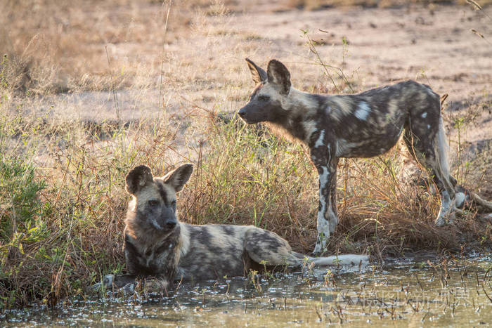 在水中休息的两个非洲野狗