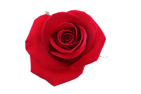 孤立在白色背景上的红色玫瑰花卉