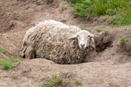 出脏毛的绵羊躺在地上