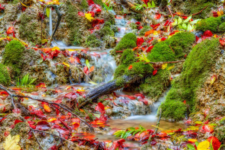 神奇的秋林溪图片