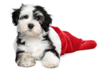 可爱的哈瓦那小狗躺在圣诞长靴里