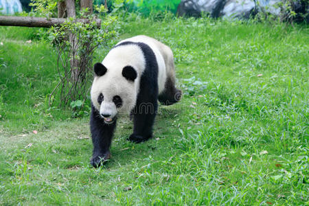 熊猫散步