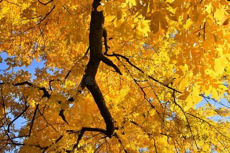 金色落叶树图片