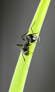 蚂蚁爬在草地上