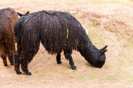 秘鲁羊驼。美洲驼，羊驼，秘鲁维库纳的农场，南美洲。安第斯山脉羊驼在南方