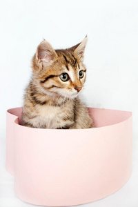 条纹小猫坐在盒子里