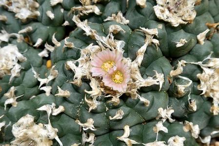 仙人掌peyote花朵细节