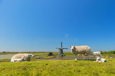 荷兰特克斯岛的绵羊和风车